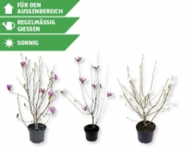 Magnolie CHF 7.99