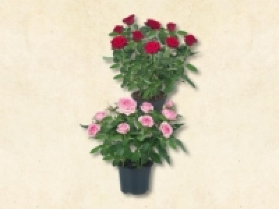 Topfrosen (ab 4.5.) CHF 2.99
