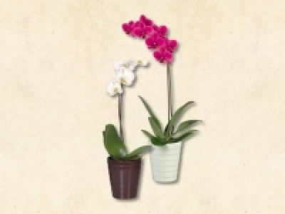 Phalaenopsis in Julia Keramik (ab 4.5.)