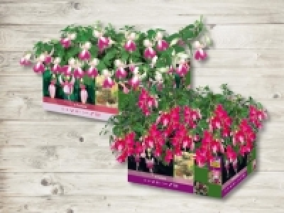 Fuchsien (ab 28.4.)