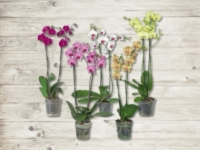 Phalaenopsis 2 Stieler (ab 28.4.)