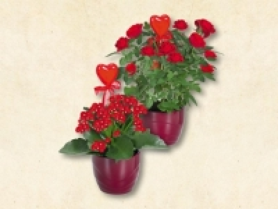 Topfrosen und Kalanchoe in Keramik (ab 4.5.)