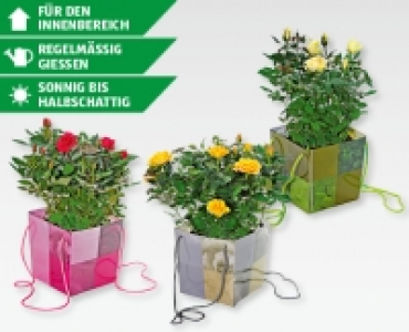 Rosenbusch