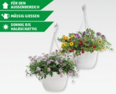 Balkonblumen-Ampel