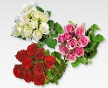 GARDENLINE® Fairtrade-Langstielrosen