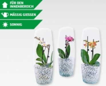 Phalaenopsis im Glas