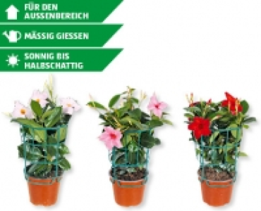 Dipladenia Sundaville CHF 5.99