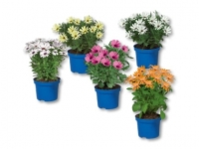 Osteospermum (ab 12.5.)