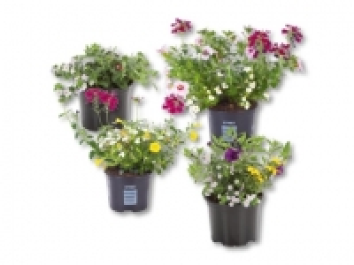 Blühtrio (ab 12.5.)