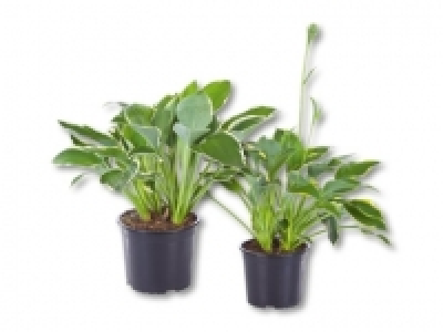 Hosta (ab 12.5.)