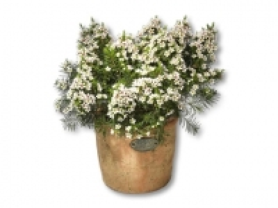 Waxflower in Terracotta (ab 12.5.)