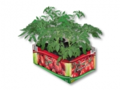 Tomatenmix (ab 12.5.)