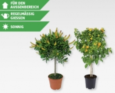 GARDENLINE&reg; St&auml;mmchen-Mix