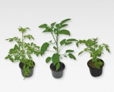 GARDENLINE&reg; Gemuse-/Obstpflanze