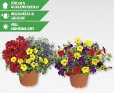GARDENLINE&reg; Balkonblumen Trios