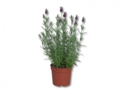 Lavendel stocheas (ab 23.5.)