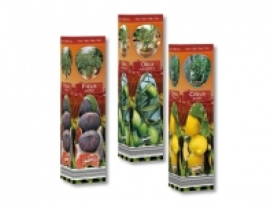 Mediterrane Pflanzen (ab 19.5.)