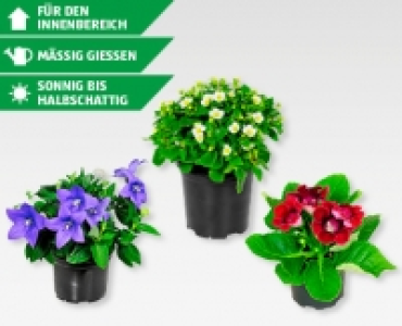GARDENLINE® Blühmix