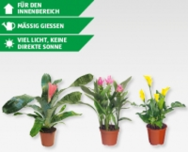 GARDENLINE® Exotische Blühpflanzen