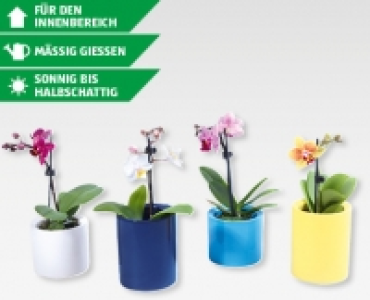 Mini-Phalaenopsis CHF 4.99
