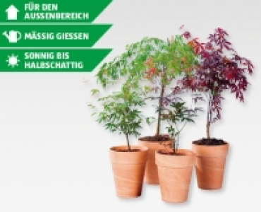 GARDENLINE® Ahorn-Strauch CHF 19.99