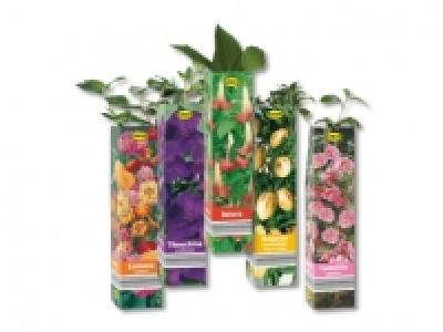 Sommerliche Besonderheiten (ab 19.5.) CHF&nbsp;2.49