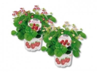 Erdbeerpflanzen (ab 19.5.) CHF&nbsp;1.79