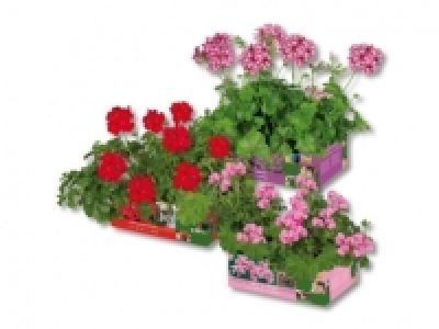 Geranien h&auml;ngend (am 21.5.) CHF&nbsp;3.79