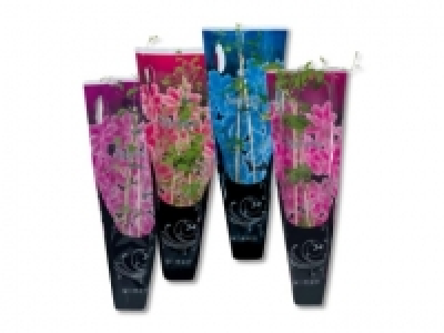 Clematismix (ab 23.5.) CHF&nbsp;4.99