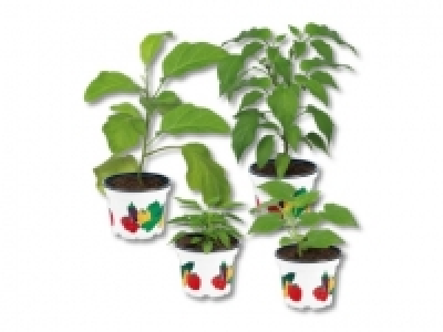 Gem&uuml;sepflanzen (ab 19.5.) CHF&nbsp;1.99