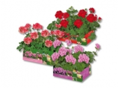 Geranien stehend (am 21.5.) CHF&nbsp;3.79