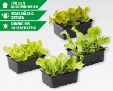 NATURE SUISSE BIO Bio-Salat-Mix