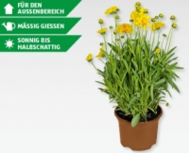 Solitärstauden CHF 6.49