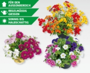 Sommerflor Trio CHF 3.99