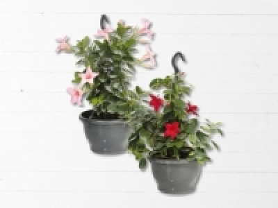 Dipladenia Ampel (ab 26.5.)
