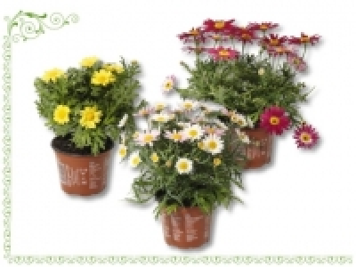 Topfmargeriten (ab 2.6.)