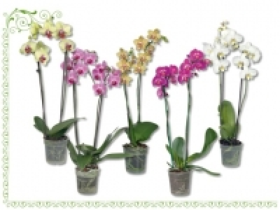 Phalaenopsis 2 Stieler (ab 2.6.)