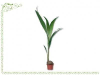 Kokospalme (ab 6.6.)
