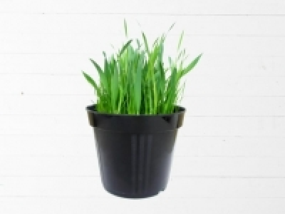 Katzengras (ab 26.5.)