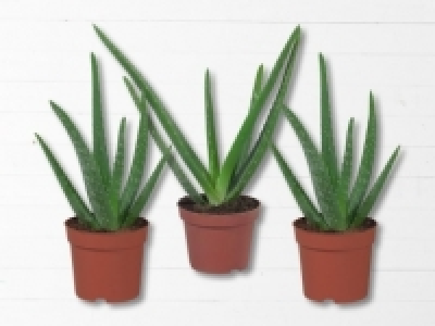 Aloe Vera (ab 30.5.)