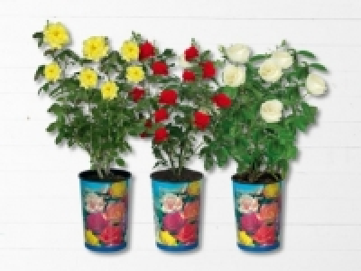 Freilandrosen (ab 26.5.)