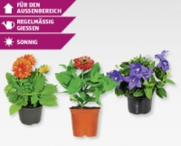Saisonflor Sommerzeit