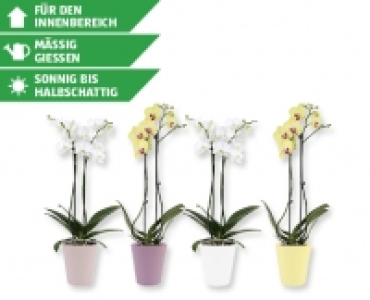 Phalaenopsis in Sommerkeramik