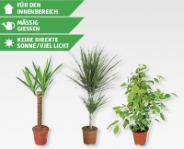 Grunpflanze CHF 4.99