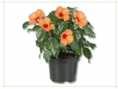 Hibiskus Busch (ab 16.6.)