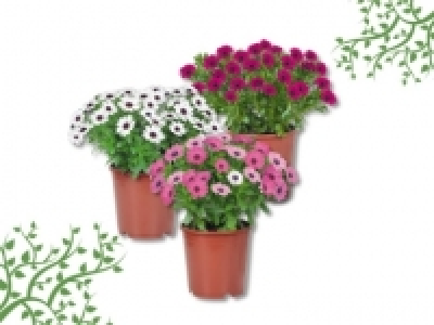 Osteospermum XXL (ab 9.6.)