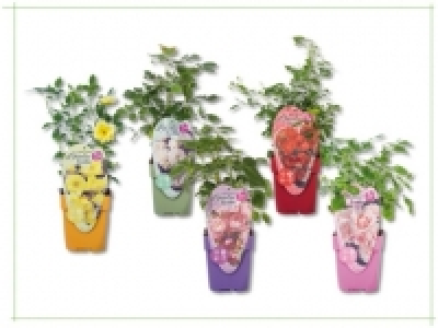 Rosen &laquo;Lovely Roses&raquo; (ab 16.6.)