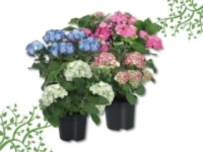 Gartenhortensien (ab 9.6.)