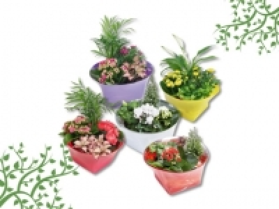 Zimmerpflanzen &laquo;Mini Garden&raquo; (ab 13.6.)