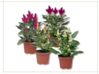 Celosia Parade (ab 16.6.)